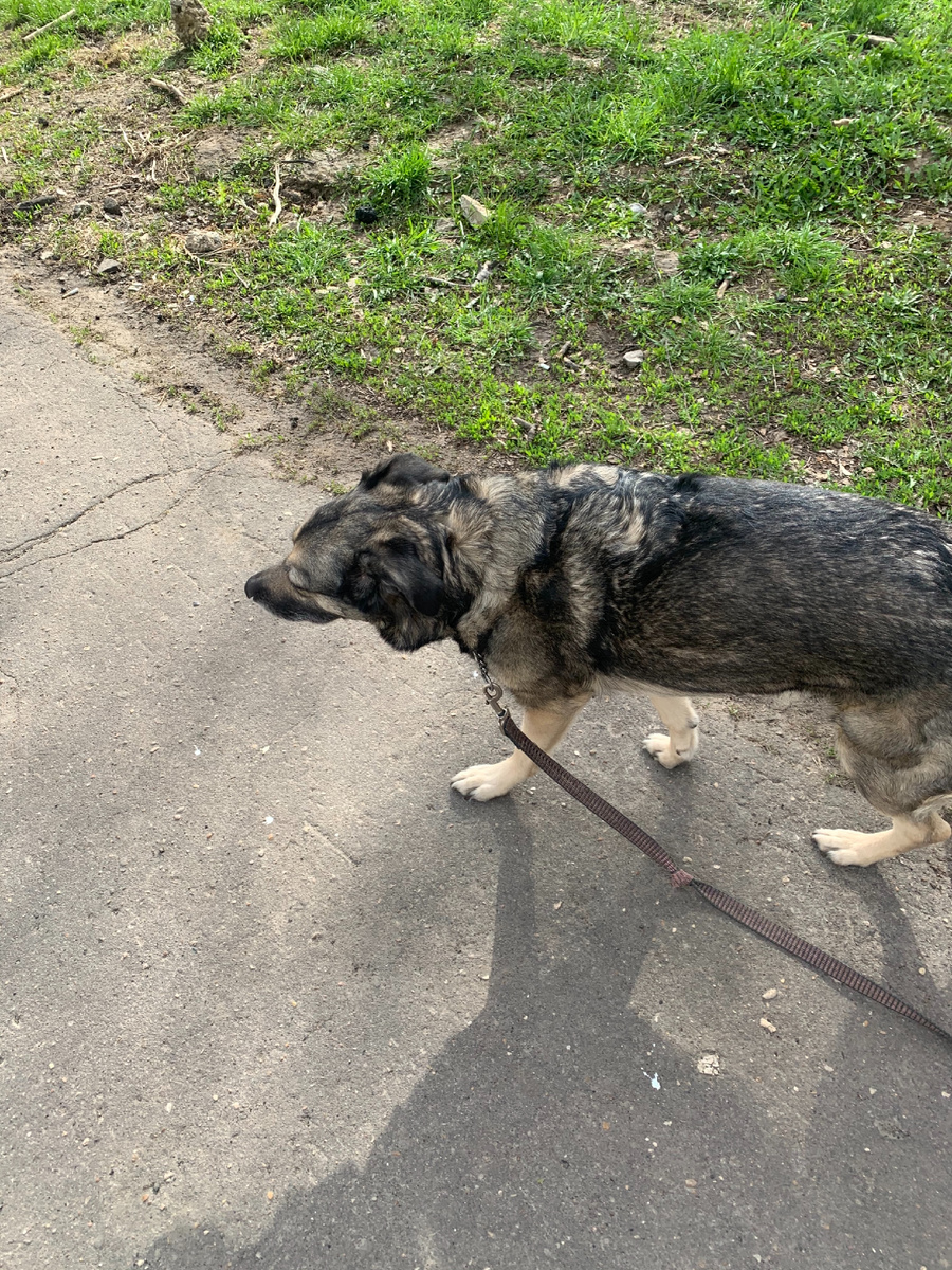 Я принесла ее совсем щенком, она еле открывала глаза, я кормила ее из бутылочки, спала она только со мной, жить в своём доме-коробке категорически отказывалась)