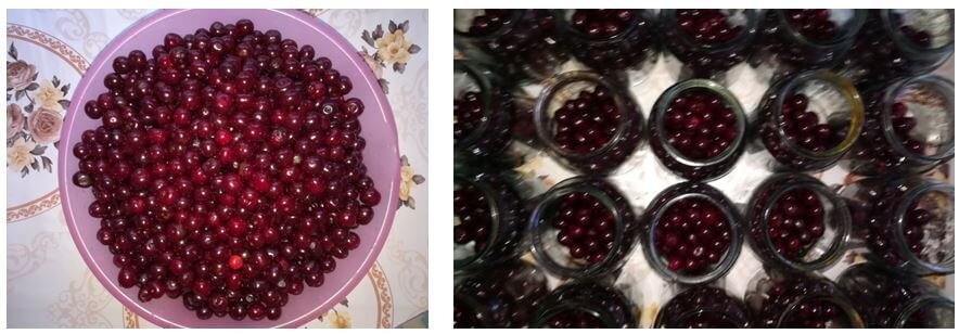 Компот из вишни. Подготовка вишни и фасовка ее в тару