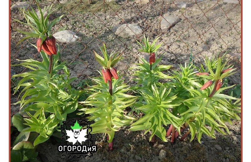 Рябчик Императорский 20 апреля, высота растения — 0,8 м, теоретически может вырастать до 1,5 м