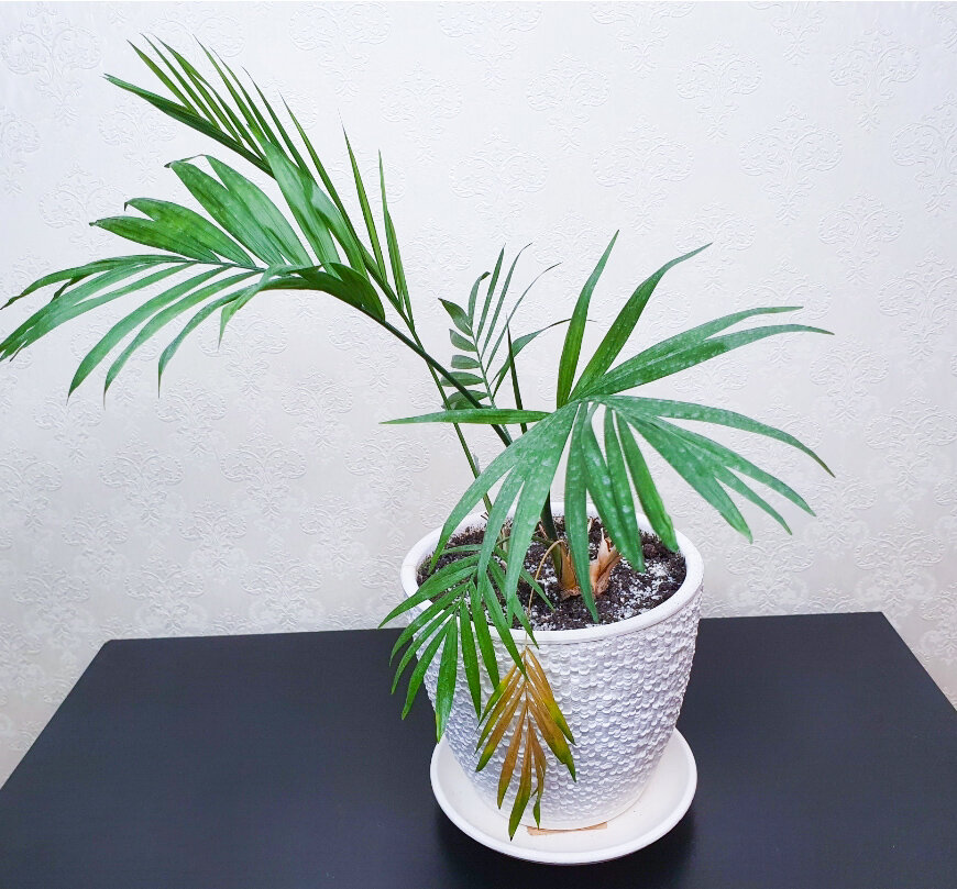 Это брат Игоря примерно пару месяцев назад. В конце статьи покажу фотографию, сделанную сегодня