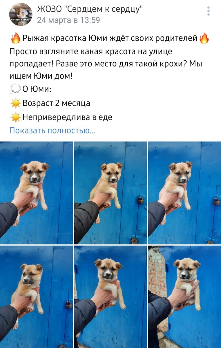 Юми ищет дом