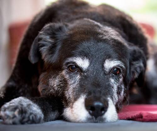 Причины артрита у собак, симптомы и профилактика заболевания суставов