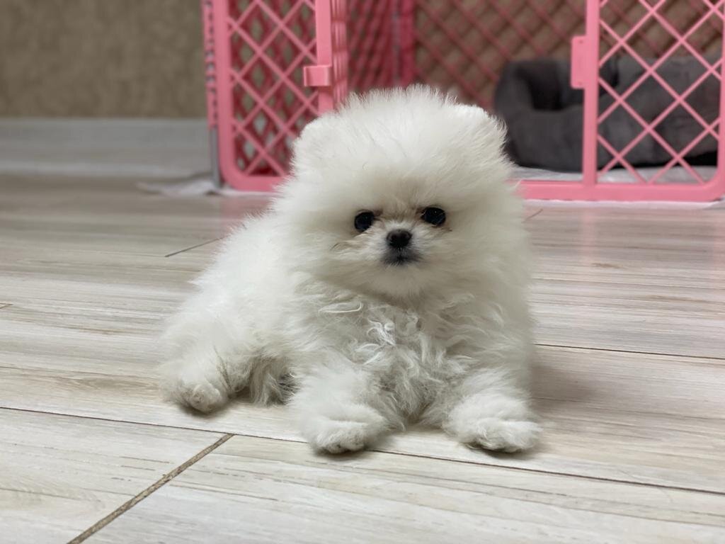 А это мой шпиц Мия