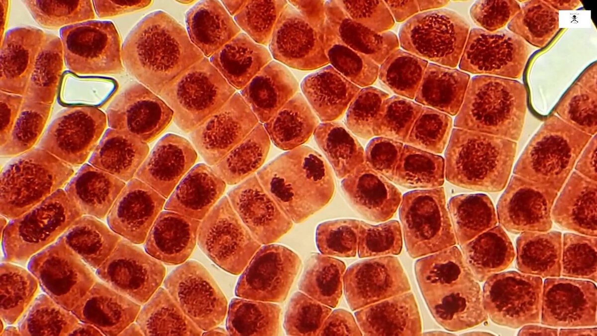 Клетки животных под микроскопом