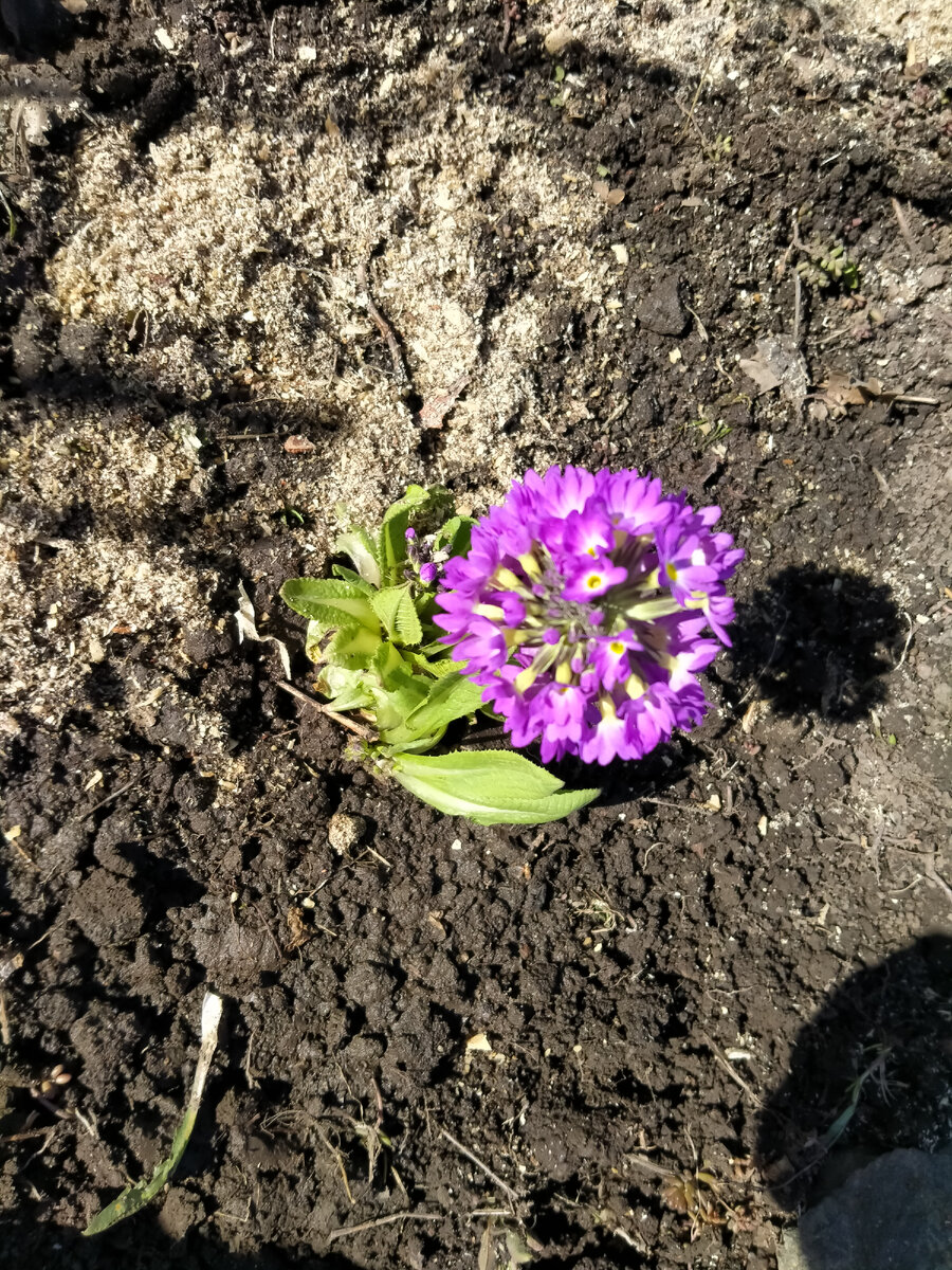 Примула мелкозубчатая. Фото автора