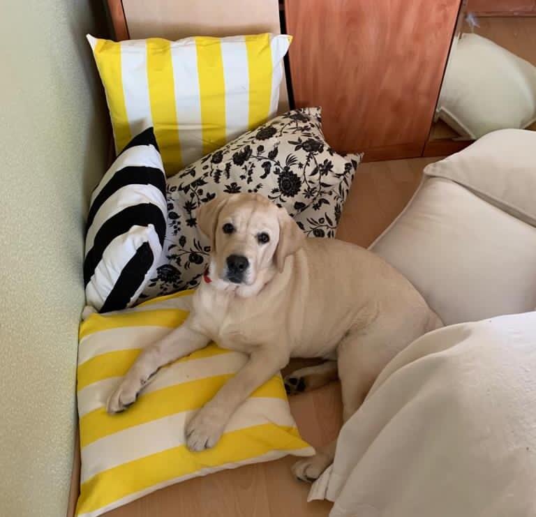 Малышка АРДА (питомник Arhbeauty.com)