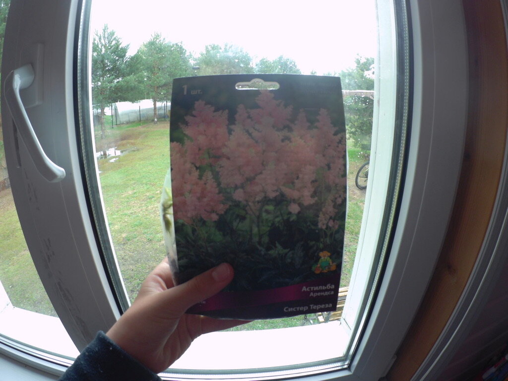 Купили в магазине Астильбу Арендса...