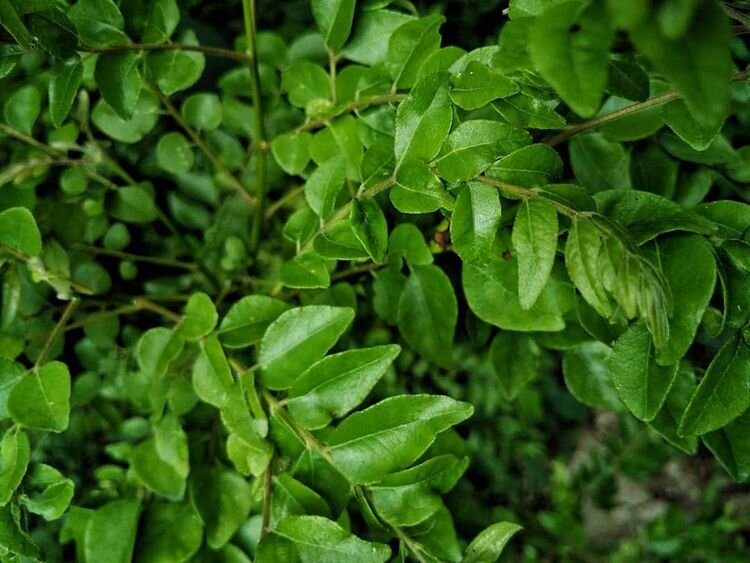 Листья карри