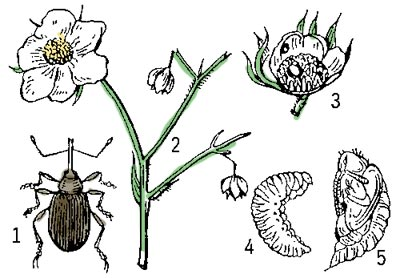 Все стадии развития долгоносика
