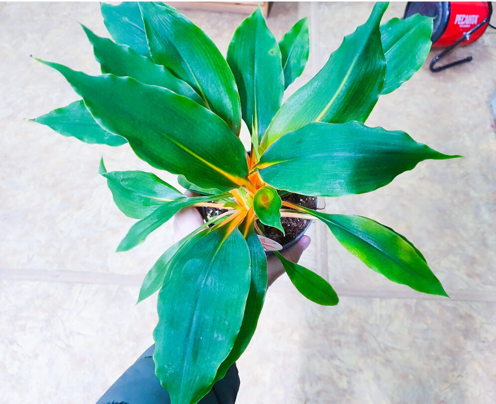 Капризный хлорофитум оранжевый не только красивый, но и полезный