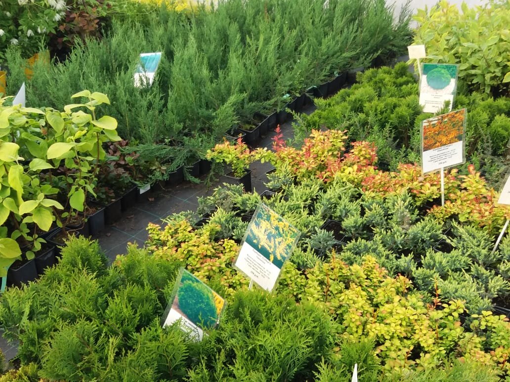 Это тепличка с импортом