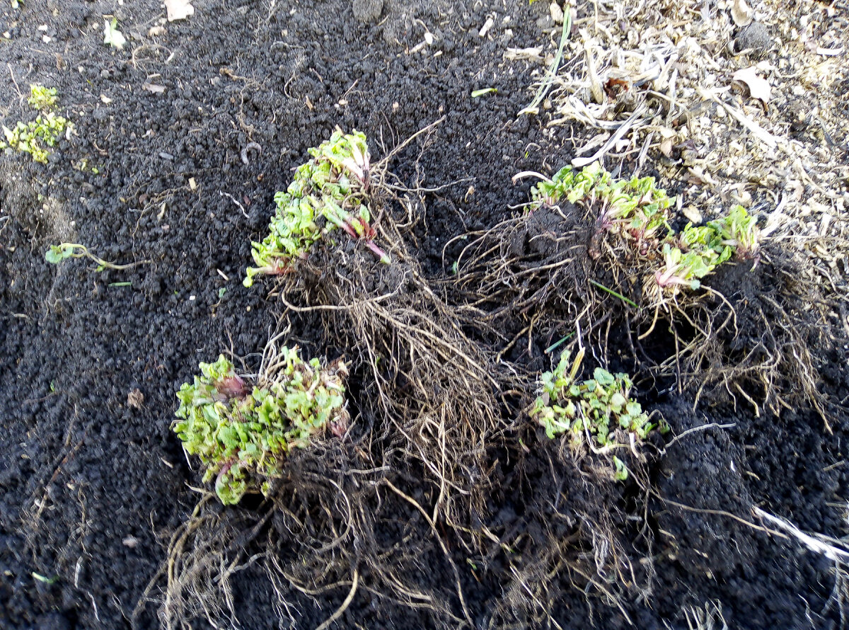 Деление примул