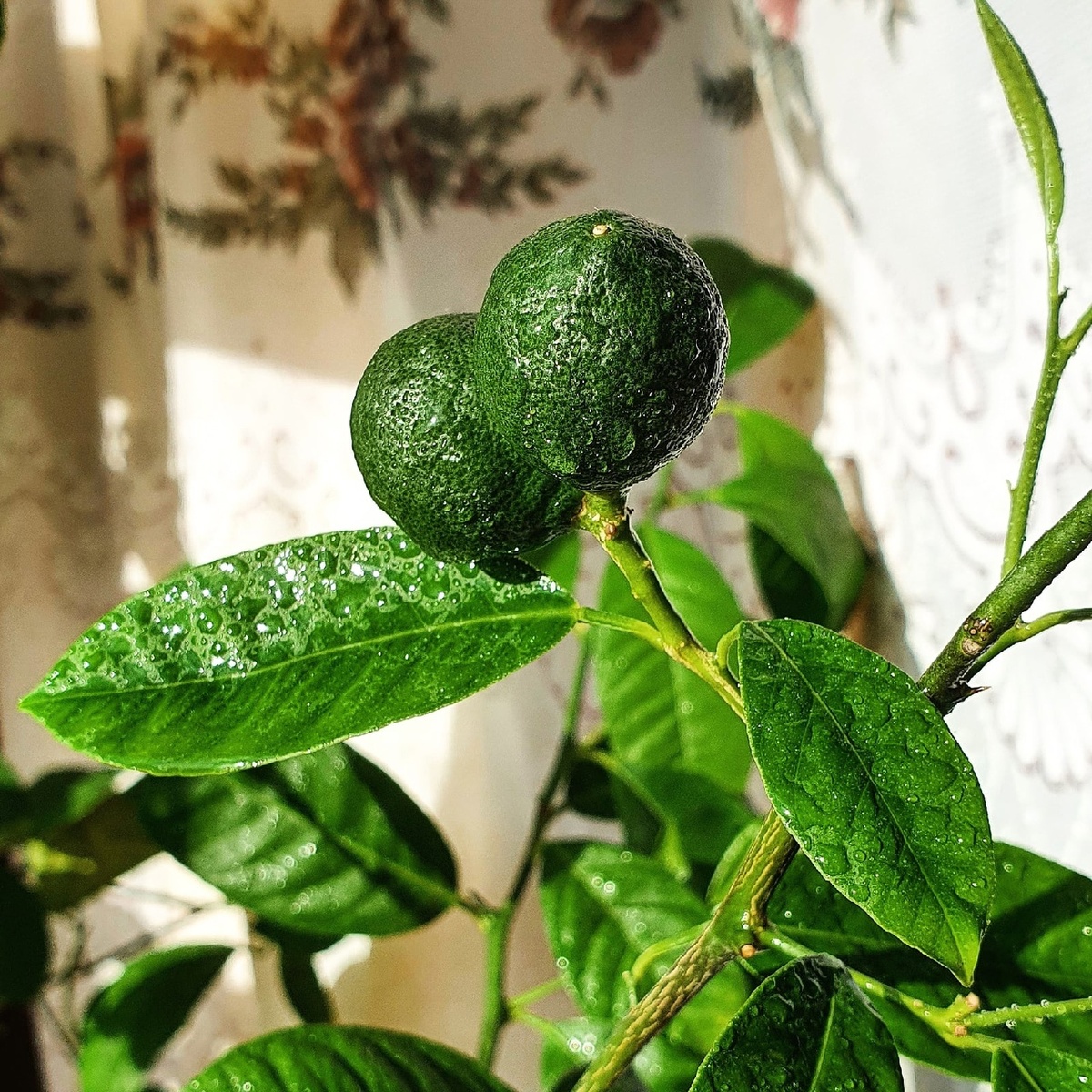 Фото Лужецкой Натальи ее мандаринки  на деревце комнатного мандарина - каламондина 26 апреля 2021 года 

