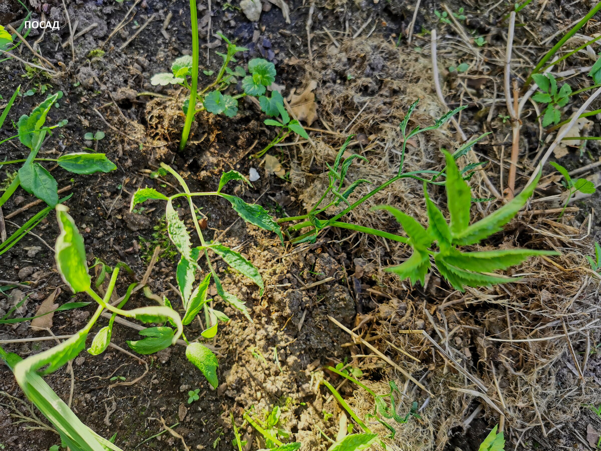 Раньше тут были заросли сныти. А сейчас - пусто. Единичные былинки - не в счёт.