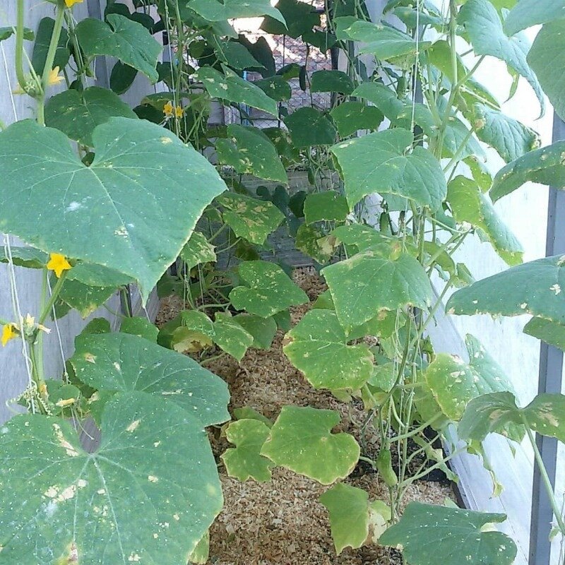 Фото  https://www.instagram.com/p/CO0eT9yBJNP/