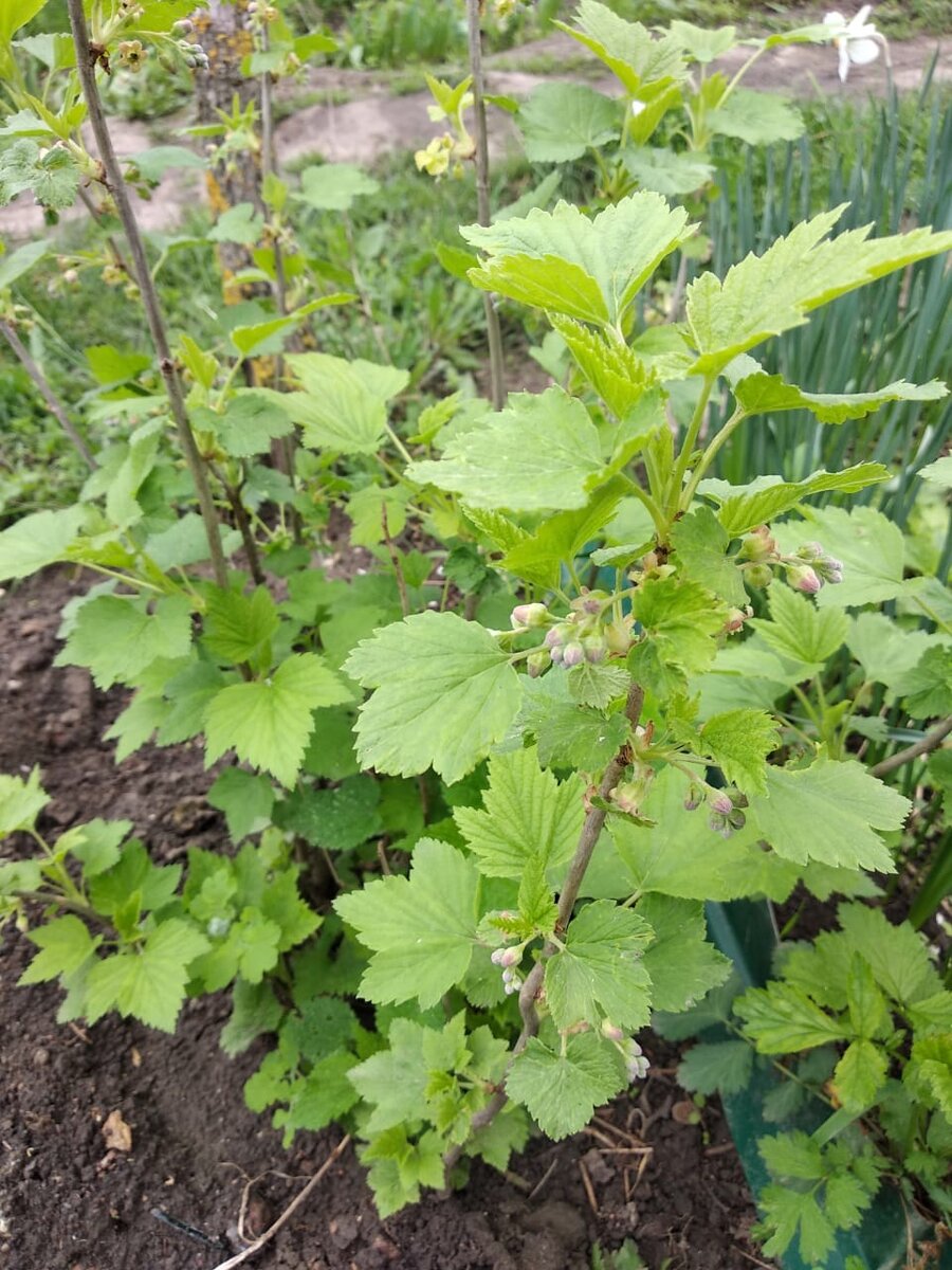 Куст смородины