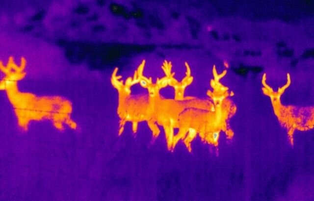 В тепловизор различимы даже оленьи рога