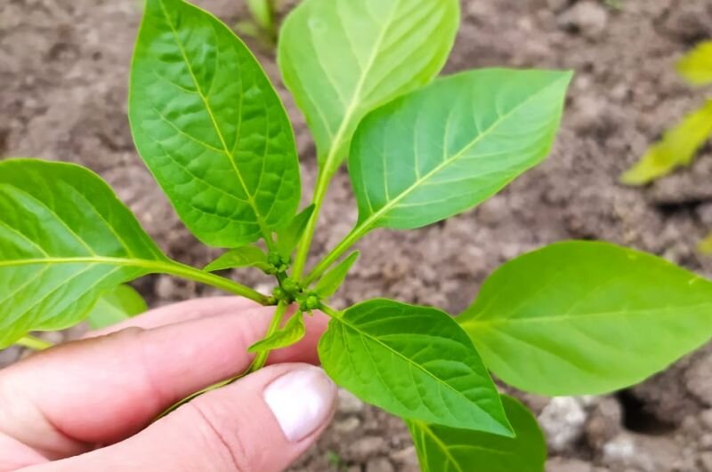 Видно первый коронный цветок.