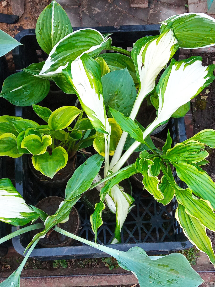 Мои деленки