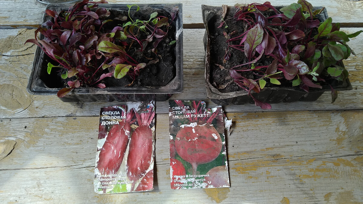 Вот и посмотрим, какой урожай будет у круглой свеклы, а какой у цилиндрической!