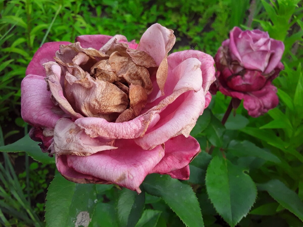 Чайно-гибридная роза, сорт Claude Brasseur - полностью покореженное цветение первой волны.