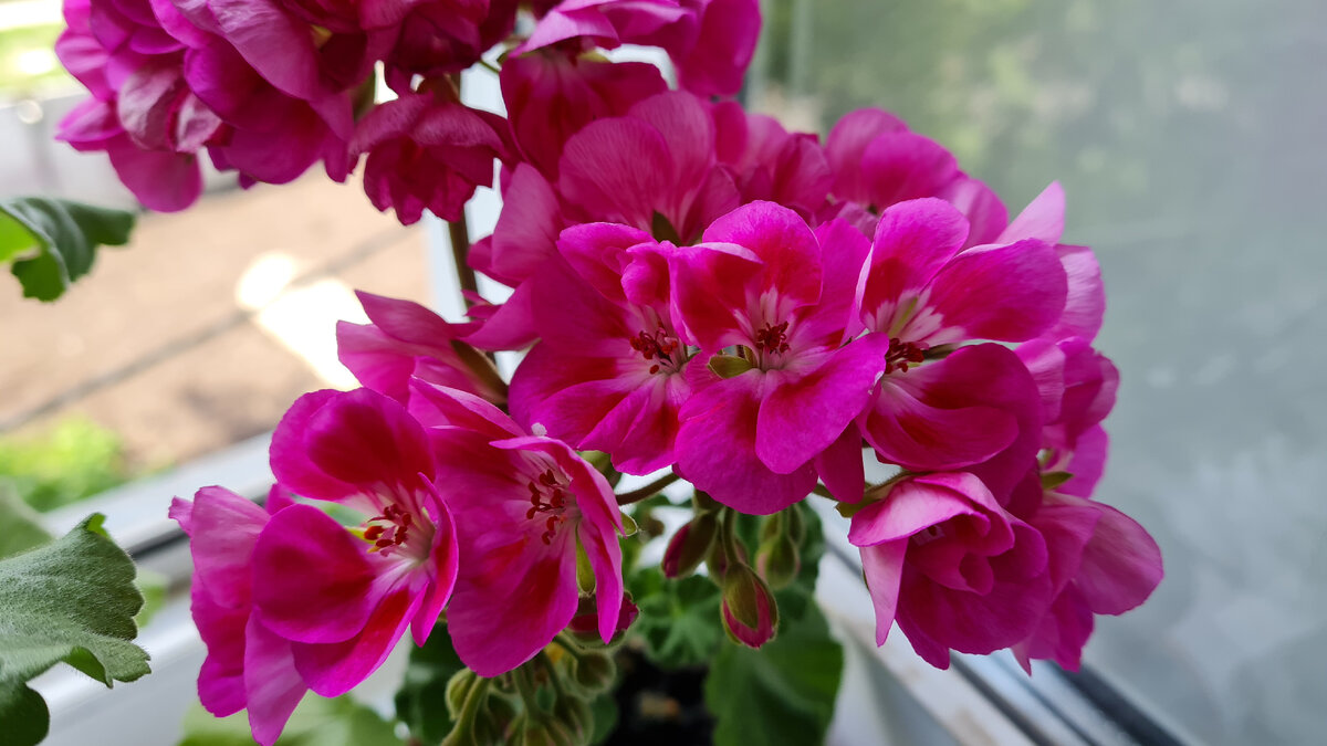 Pelargoniа ray big Wall цветы