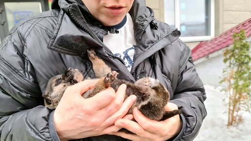 Download Video: Как новорожденный щенок с оторванной лапкой выжил в лесном сугробе We found a wounded puppy