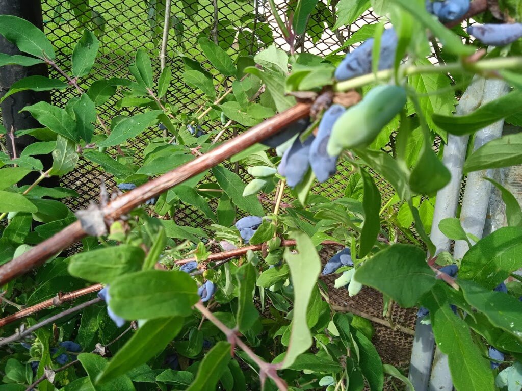 Моя жимолость на границе с соседями. У них там рядом тоже жимолость, специально поближе сажали, для опыления.