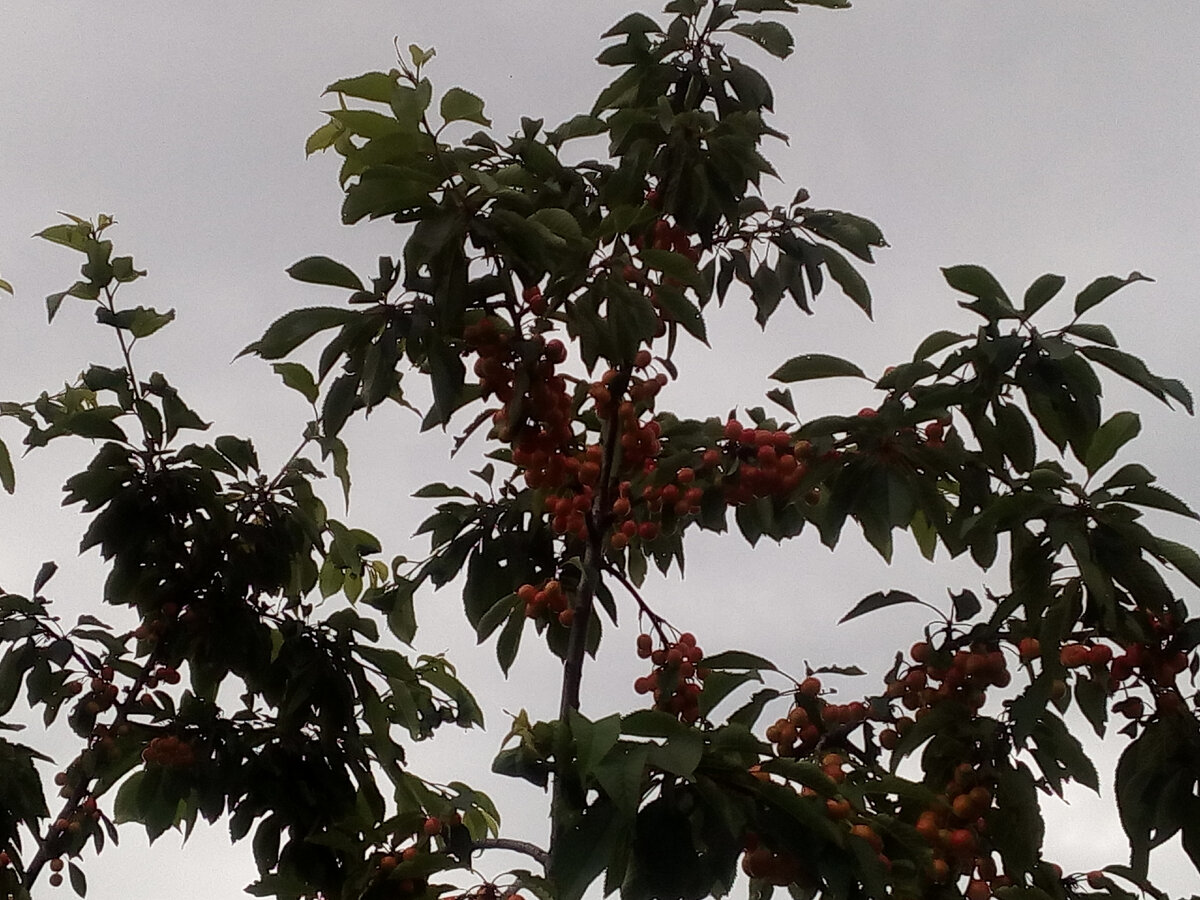 стандартный "забег" черешни. все для птиц. макушка дерева при общей высоте более 5 метов