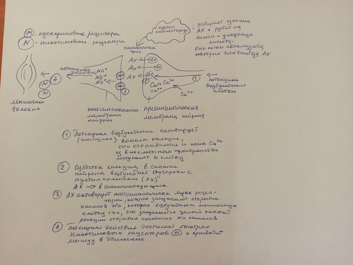 "Высоко-художественный" рисунок ручкой с пояснениями от автора