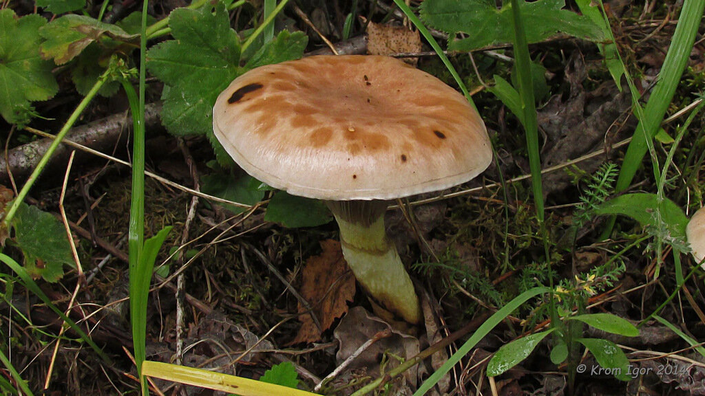 Она же постарше (фото Игоря Крома)