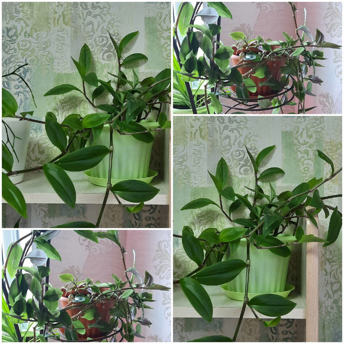 Мои традесканции