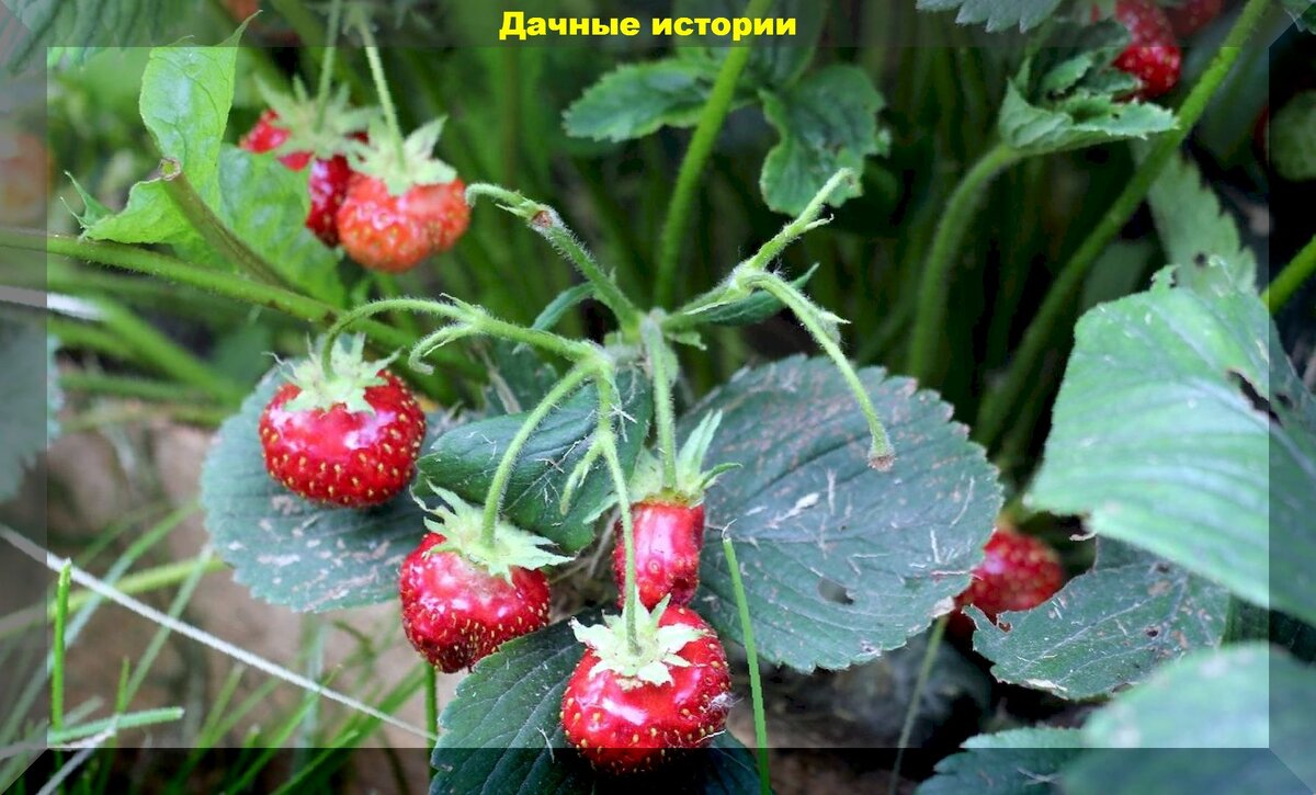 https://vk.com/photo-159774511_457247874