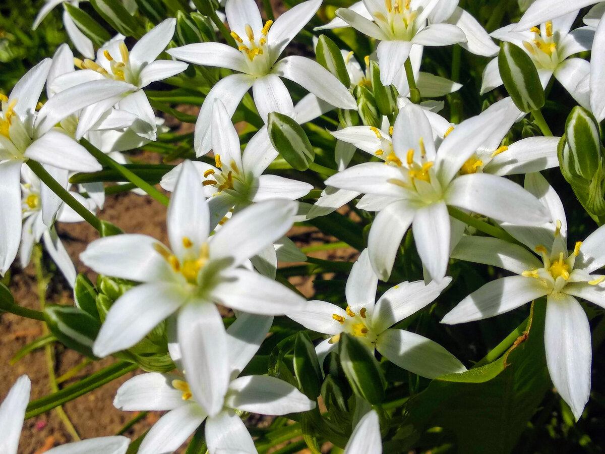 Птицемлечник зонтичный (в моем саду). Фото автора.