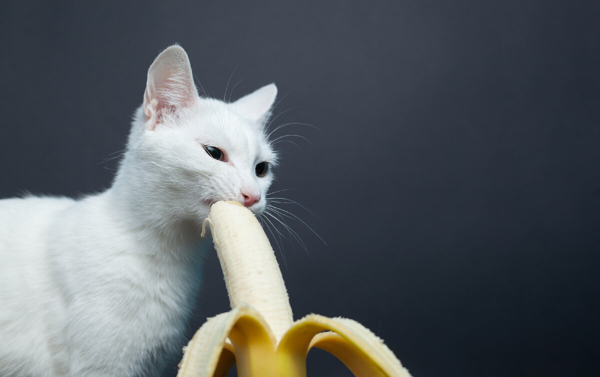 Кошка банан. Кот ест банан. Белый кот в банане. Котик в банане белый. Можно ли кошкам банан