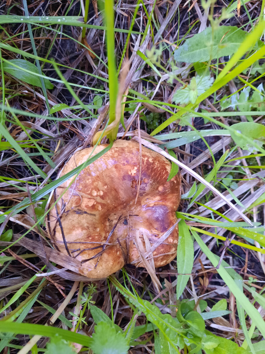 Вырастают они до приличных размеров.
Фото автора