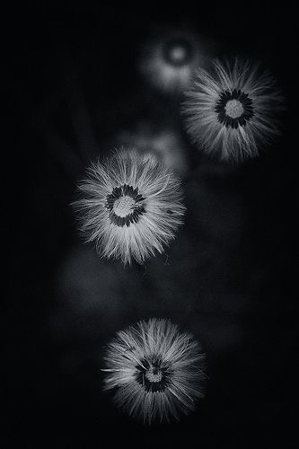 Зиверт — это количество энергии, поглощённое килограммом биологической ткани, равное по воздействию поглощённой дозе гамма-излучения в 1 Гр