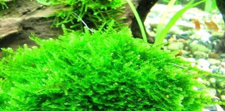 Яванский мох