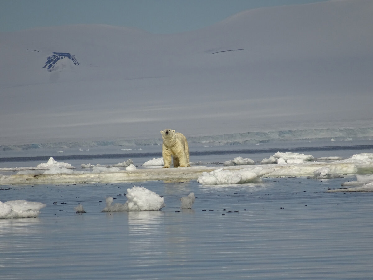 © «Арктический плавучий университет», 2017 год