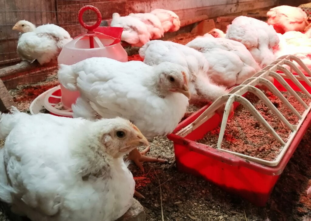 Доращивание бройлеров. Цыплята бройлеры улица. Когда бройлеров можно выносить на улицу. Клетка для цыплят. Когда бройлеров можно выносить на улицу.
