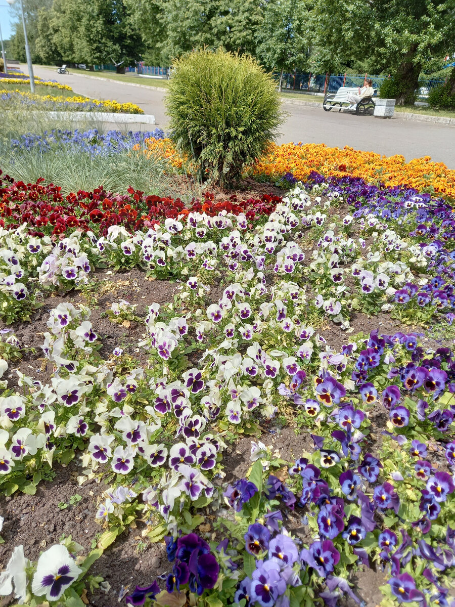 Городские цветы. Фото автора