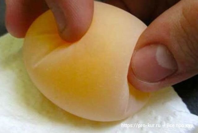 Почему скорлупа яиц тонкая: пять основных причин