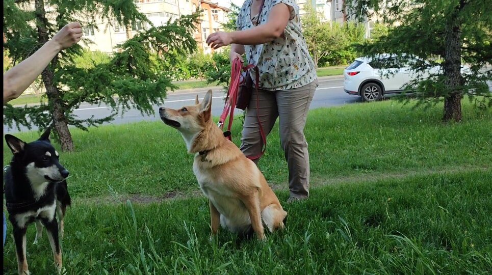 А это обмен собачьими вкусняшками между хозяевами