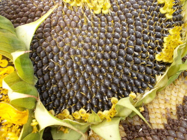 Фотография взята с источника www.tanynadacha.ru