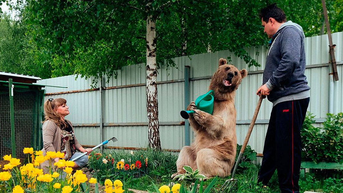 Russian pet. Медведь в семье Пантелеенко.