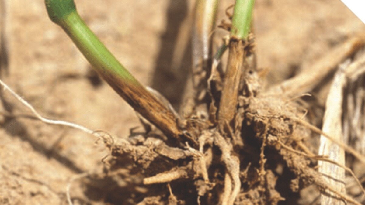 Фото:syngenta.ru Ризоктониоз на озимой пшенице