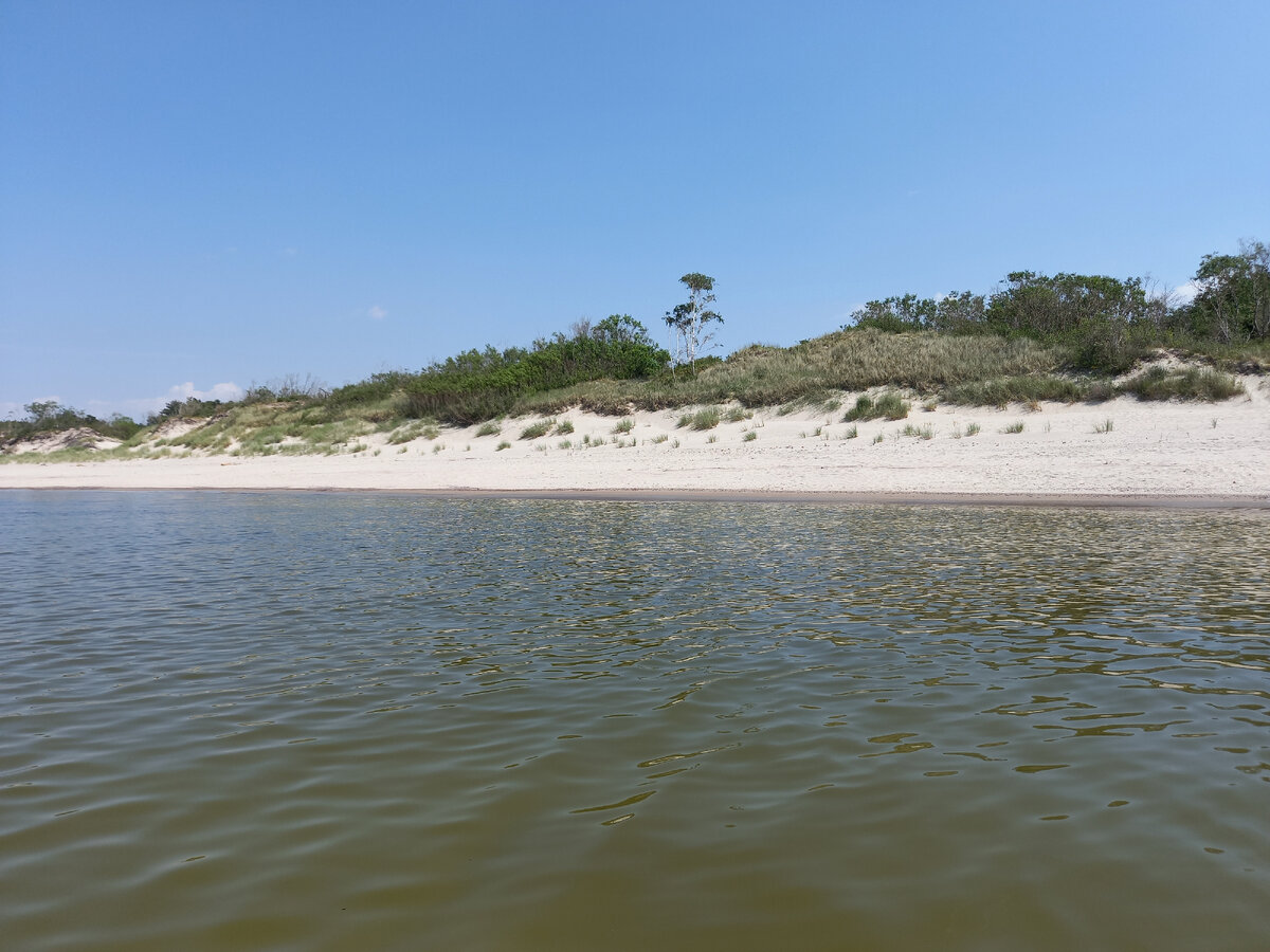 Дикий пляж на Куршской косе в Калининградской области