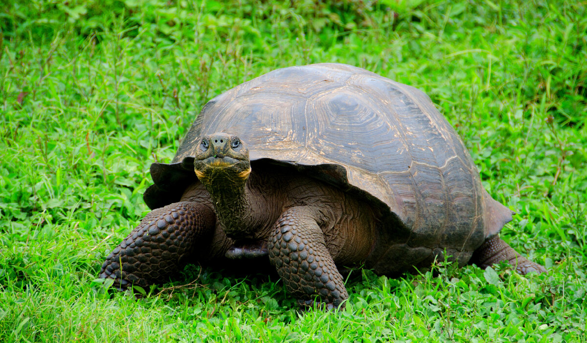 Черепахи – известные долгожители в мире животных. При среднем возрасте в 100-200 лет отдельные особи перешагивают даже эту планку и достигают 300-летнего возраста!