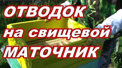 Сборный отводок пчёл на свищевые маточники ! ПРАВИЛЬНО !??