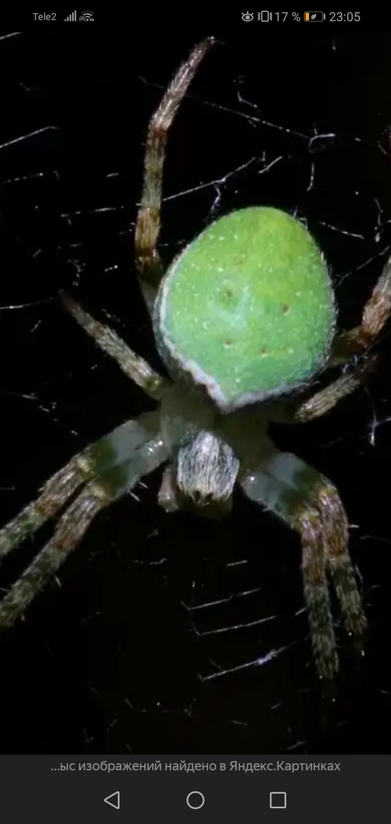 Вообще пауков я люблю... Но в книге аж бррррр. 